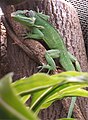 Анолис-рыцарь (Anolis equestris)