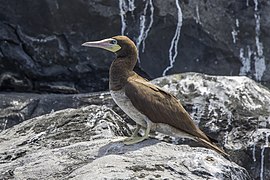 Juvenile S. l. leucogaster, São Tomé and Príncipe