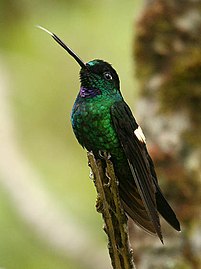 male C. l. albimaculata Yanacocha Reserve, Ecuador