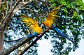Two true parrots in the branches