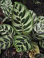 Calathea sp.