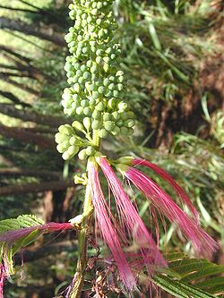 Botões florais e flores abertas de Calliandra sp.