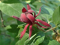 C. floridus—eastern sweetshrub