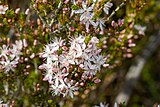 Calytrix tetragona