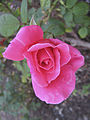 Rosa 'Charlotte Armstrong', Lammerts 1940. En el Nieuwesteeg Heritage Rose Garden, Bacchus Marsh, Victoria.