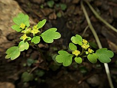 花序を取り囲む苞葉は卵円形で、3-5個の円い鋸歯がある。萼裂片は4個で花時に緑色で平開しする。雄蕊は8個あり、萼裂片より明らかに短く、花時に直立する。裂開直前の葯は黄色をしている。