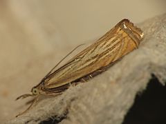 Crambinae : Chrysoteuchia culmella, le Crambus des jardins