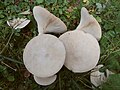 Clitocybe gibba