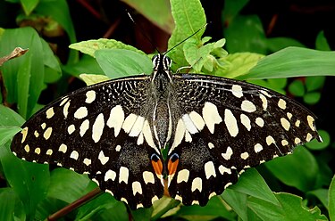 Papilio demoleus