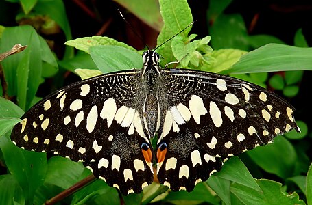 Papilio demoleus, dorsal view, by Jkadavoor (edited by Pine)