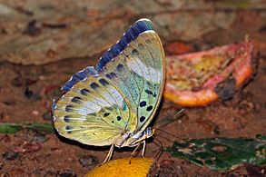 male E. p. ceroides, Ghana