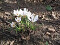 Crocus versicolor 'Picturatus'