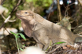 Cyclura pinguis