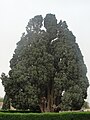 Image 364000 years old Cypress of Abarqu is the oldest tree in Iran and the second oldest tree in the world. (from List of trees of Iran)