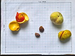 Fruits and seeds