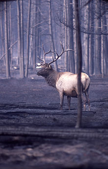 A bull elk wanders in a completely burned area after the fires