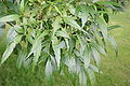 F. angustifolia subsp. syriaca, listovi