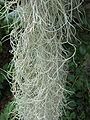 Tillandsia usneoides ("Spanish moss")
