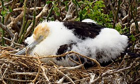 Filhote avistado no ninho na ilha Genovesa, Equador