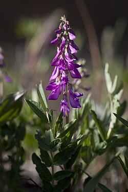 Siperiannätkin Hedysarum alpinum