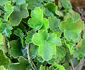 Heuchera brevistaminea