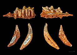 Hyaenodon Filholi MHNT