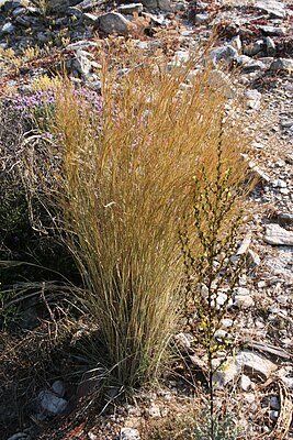 Aegilops speltoides Tausch