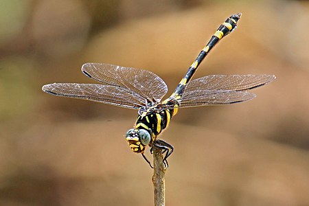 Ictinogomphus rapax female