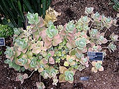 Description de l'image Kalanchoe millotii - JBM.jpg.