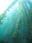 Kelp forest and sardines