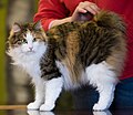 Bobtail des Kouriles