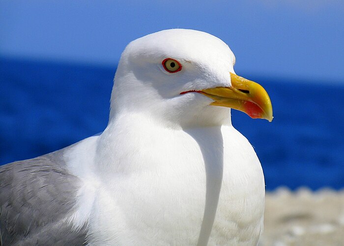 Чайка (Larus)