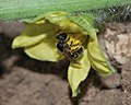 একটি তরমুজ ফুলের উপর Lasioglossum malachurum, ইসরায়েল