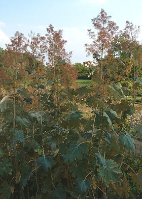 Macleaya microcarpa