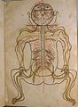 Image 37A coloured illustration from Mansur's Anatomy, c. 1450 (from Science in the medieval Islamic world)