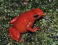 Mantella aurantiaca, fotografata da F. Andreone a Torotorofotsy.