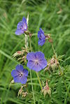 File:Meadow Cranesbill.jpg (Meadow Cranesbill)