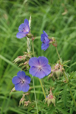 Герань лучна (Geranium pratense)