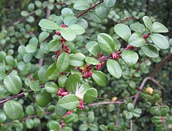 Pensasmyrsikki (Myrsine africana)