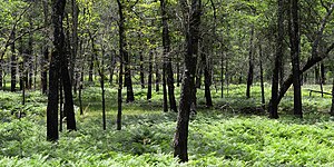 Northern Post Oak Savanna, Gus Engeling Wildlife Management Area, Anderson County (April 2017).