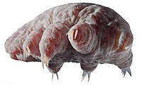 Reconstruction of the unnamed "Orsten" tardigrade, from the Cambrian Kuonamka Formation