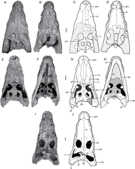 Черепа P. gradilifrons и P. major из формации Баян-Ширех[англ.]