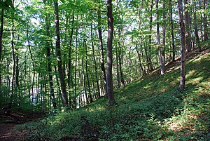 Віденський ліс