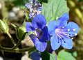 Phacelia parryi