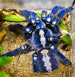 Description de l'image Poecilotheria metallica.jpg.