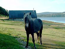 Poney gris foncé vu de face