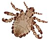 A magnified image of Pthirus gorillae, a short and broad six-legged louse