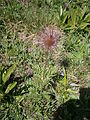 Anemone alpina fruits