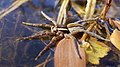 ...als auch den Uferjäfern (Dolomedes) fehlt die bei Kammspinnen vorhandene Klauenbürste.