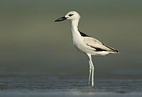 Crab Plover